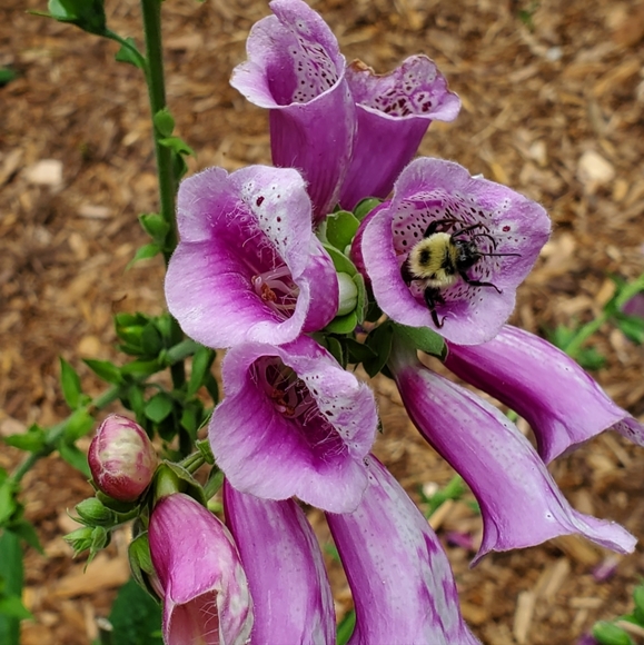 Meet your Posher, Teresa - Picture 16 of 16